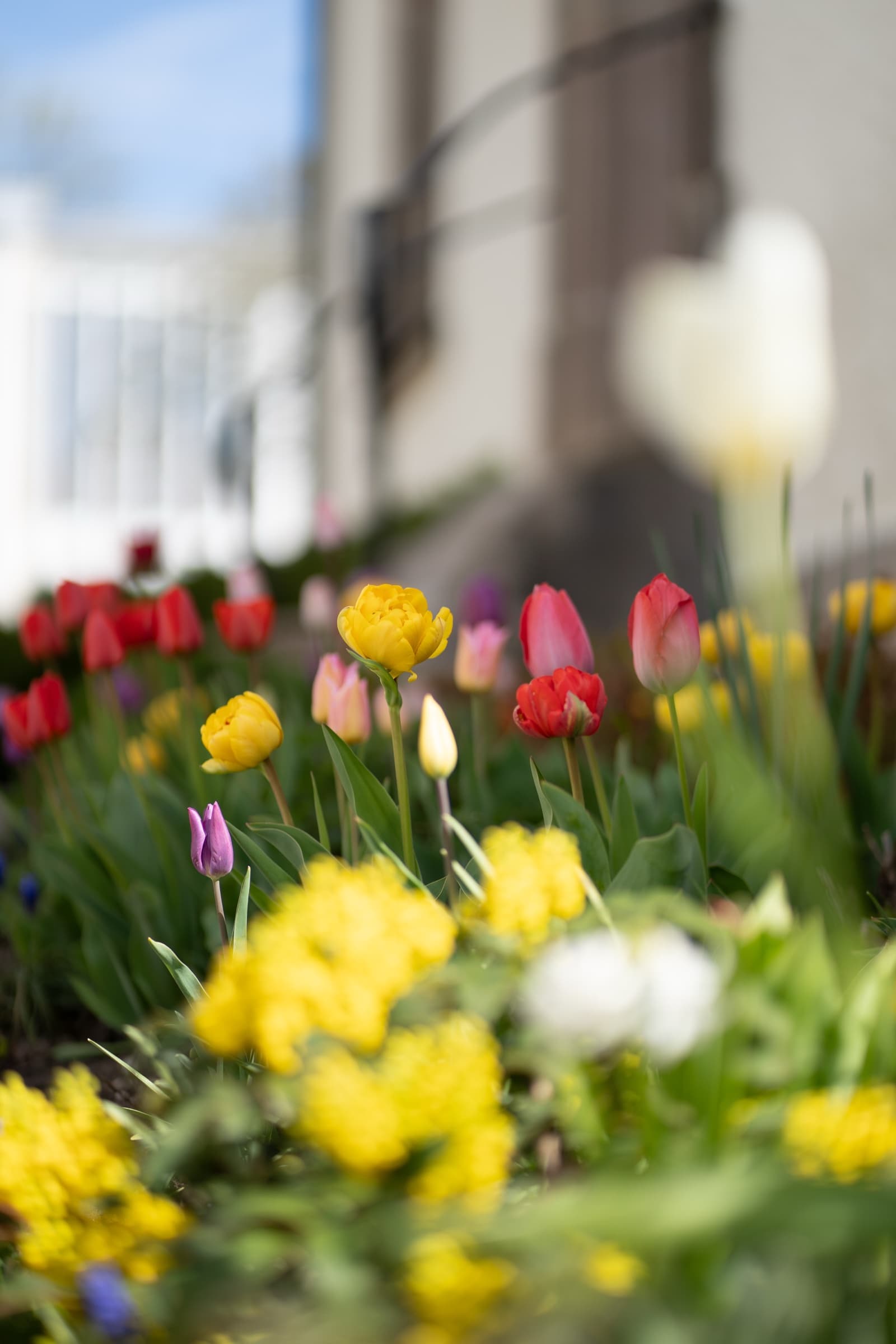 Tulip beds in spring, soft bokeh of an old house